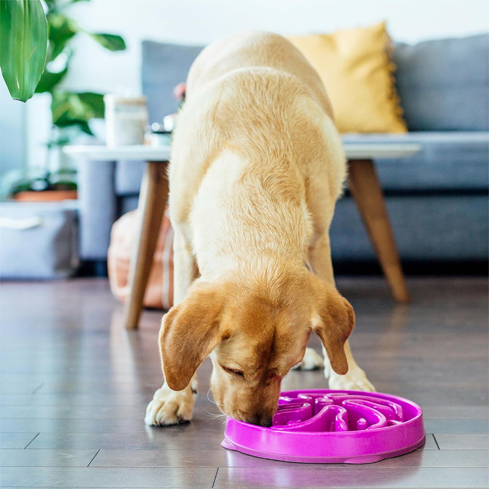 Slow Feeder Dog Bowl – Anti-Choke Design, Promotes Healthy Digestion By TopikaPet
